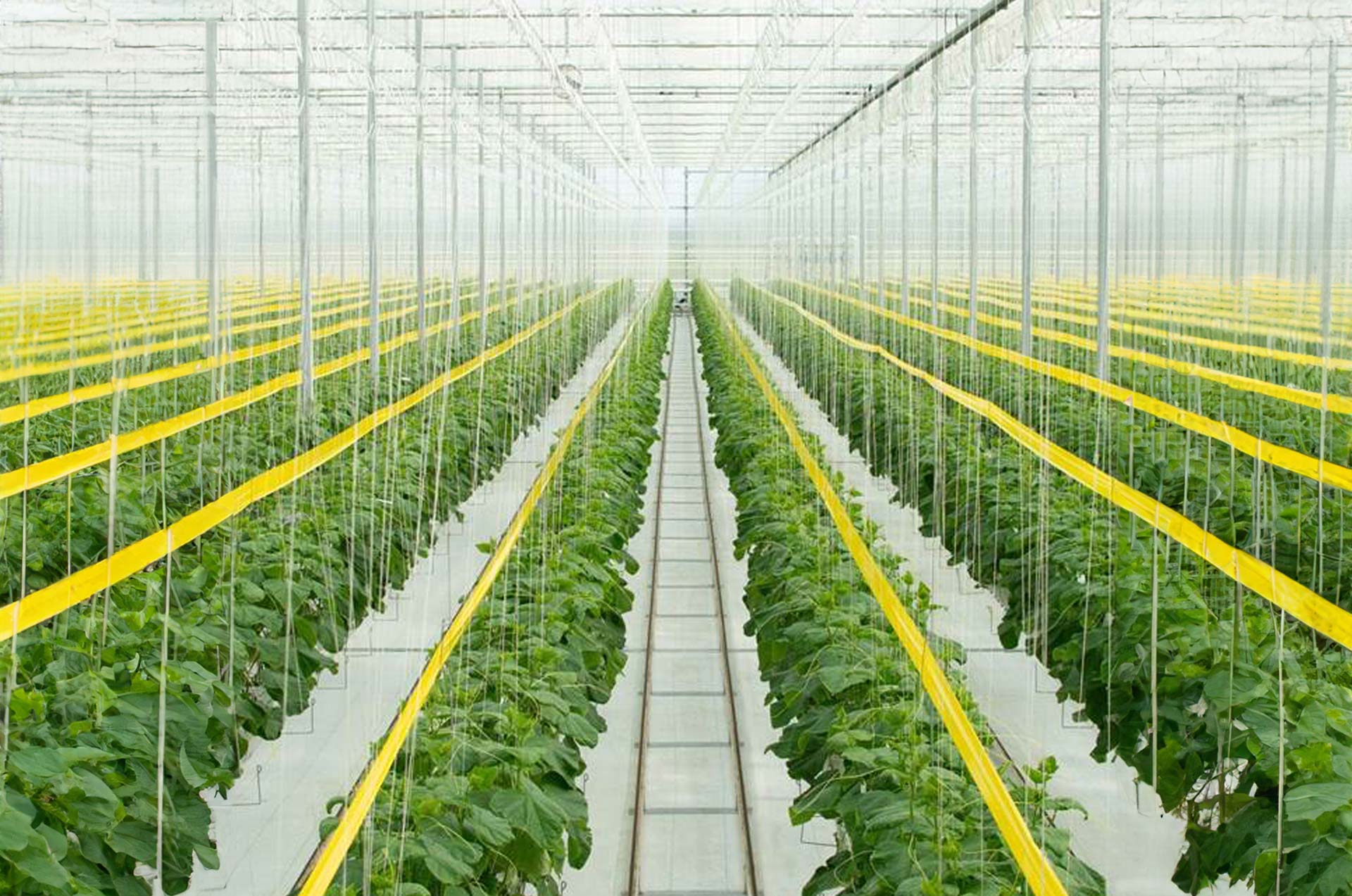 Flavor Fresh Farms