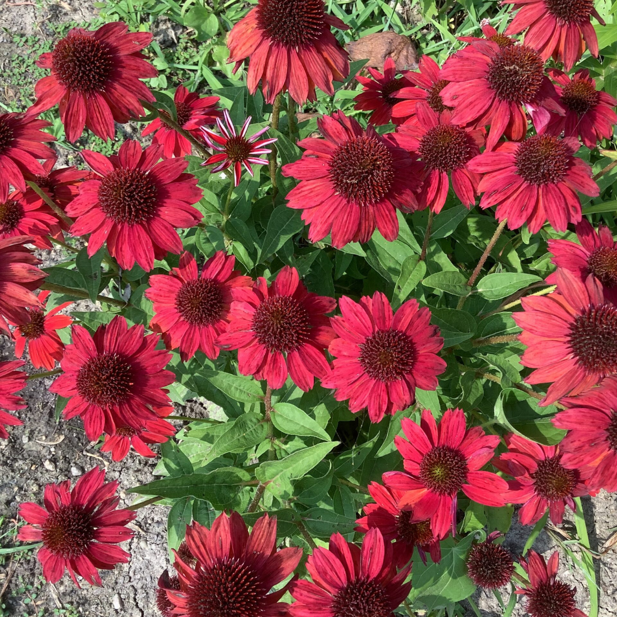 Connie’s Flower Garden