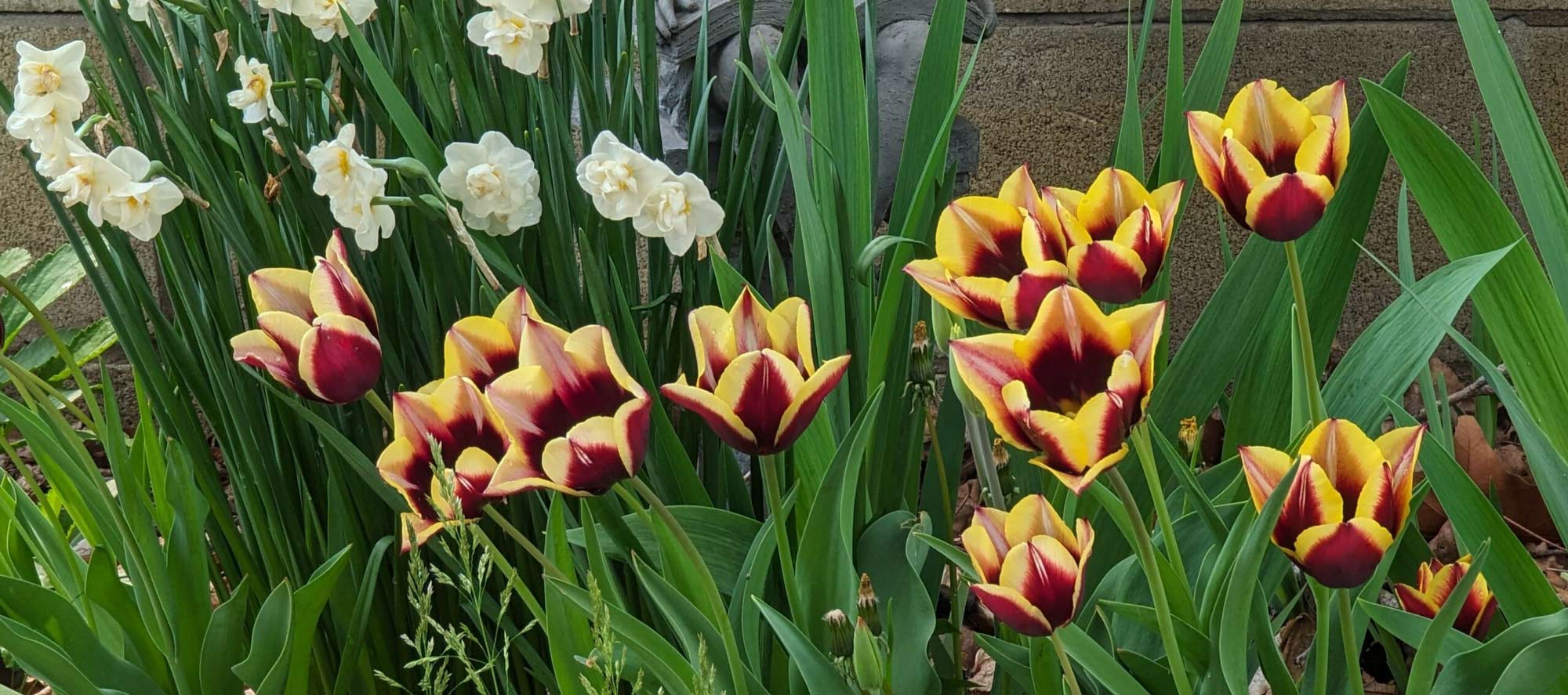 Front Garden – Flower Garden