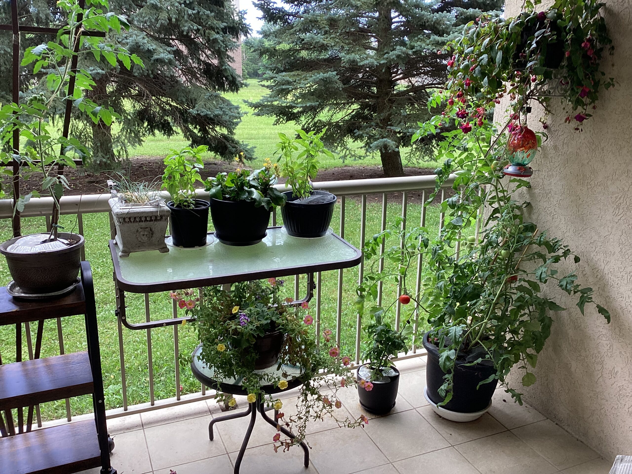 Bob’s Edibles and Eye Candy – Balcony Garden