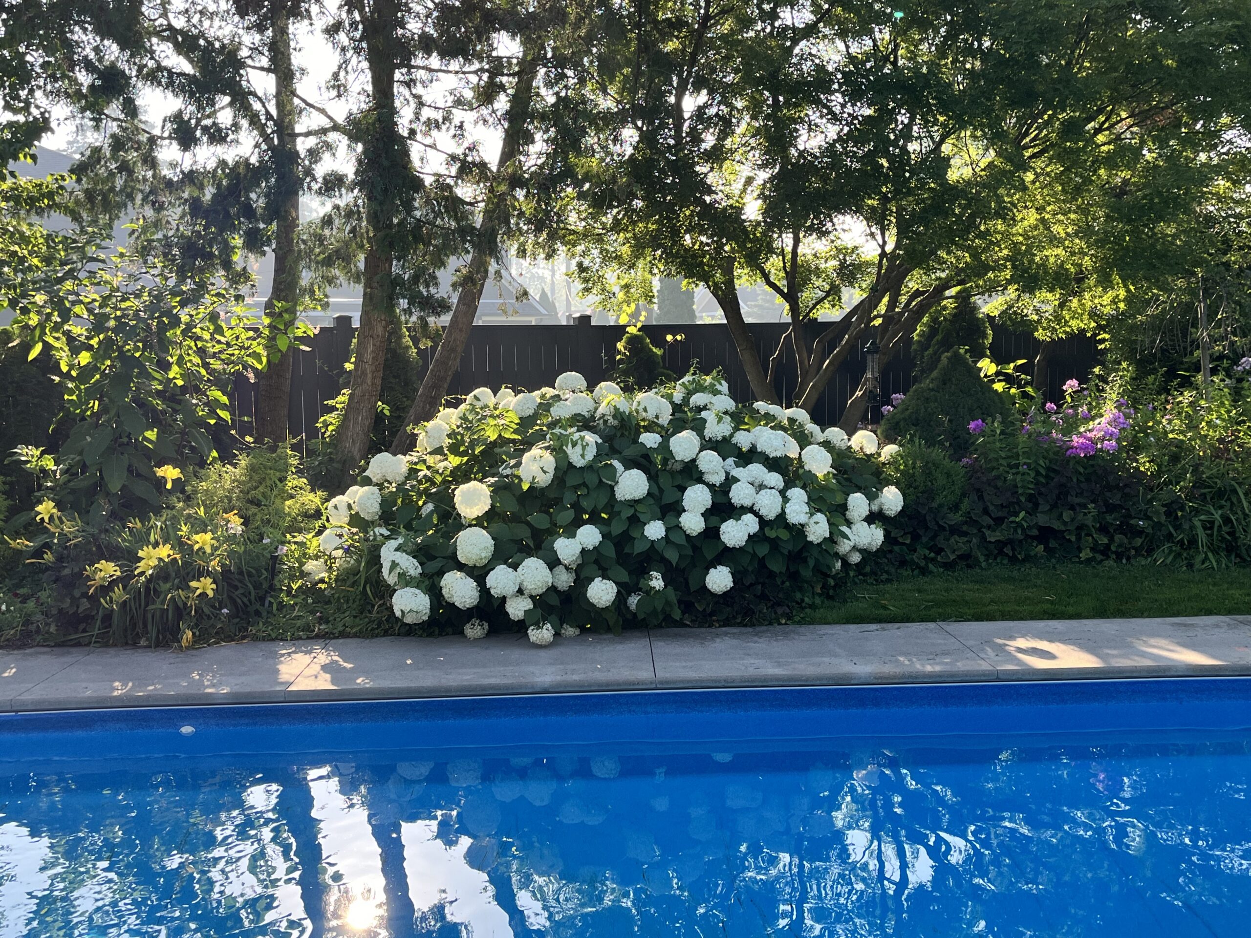 Poolside Garden – Pollinator/Butterfly Garden