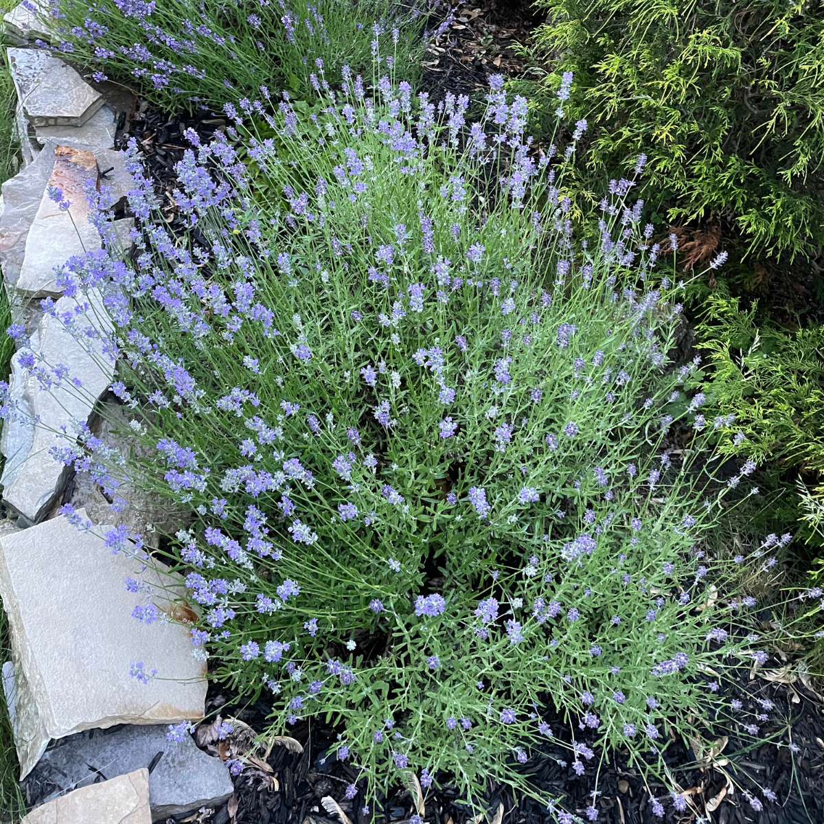 Lavender Garden – Pollinator/Butterfly Garden