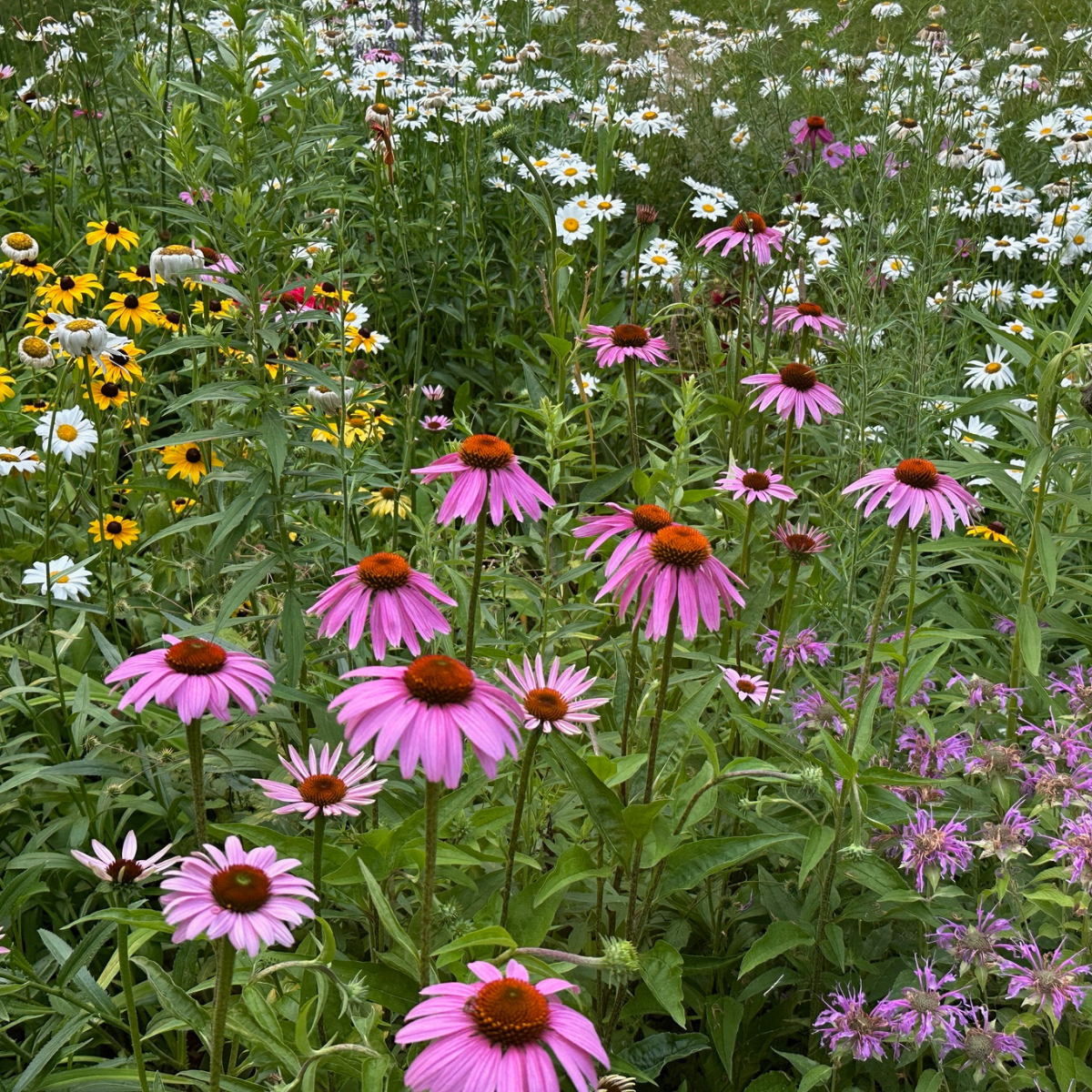 Rodfam Park Labour of Love – Community Garden