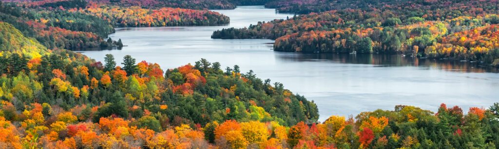 northern canadian forest